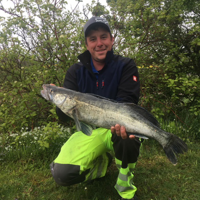 Kapitalen Zander aus dem Angelteich geangelt