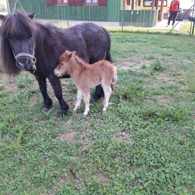 Miniponyfohlensaison ist eröffnet